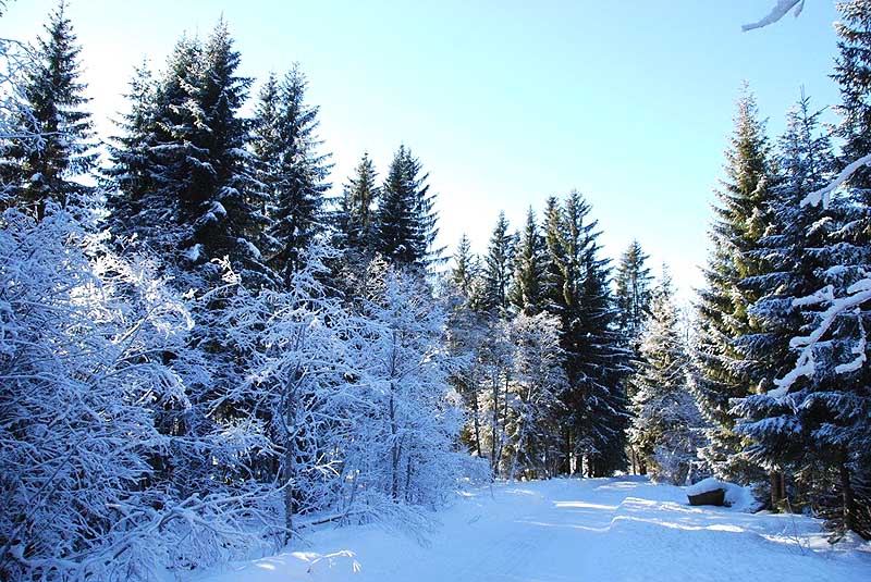 Vereiste Landschaft