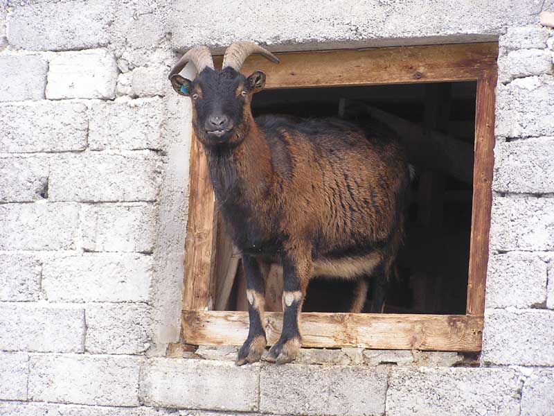 Er stellt sich in Pose