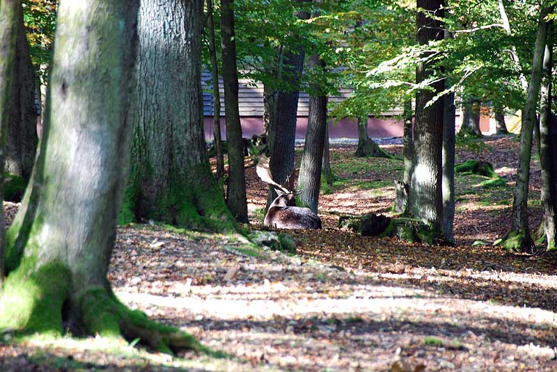 Im Bergwildpark Meißner