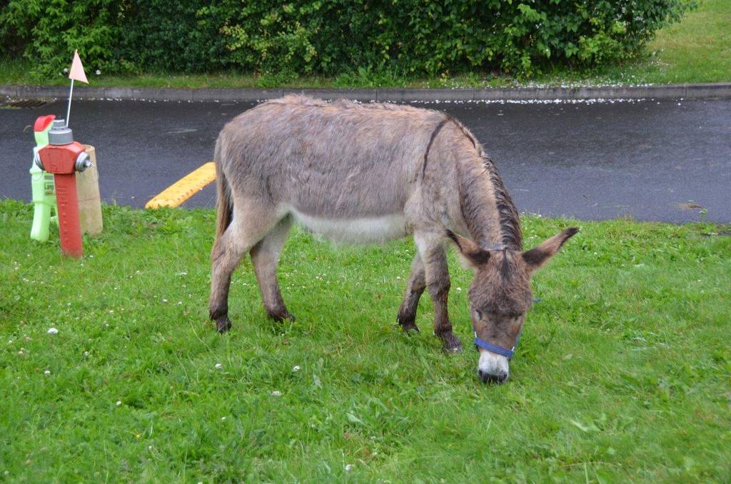 Tierischer Besuch