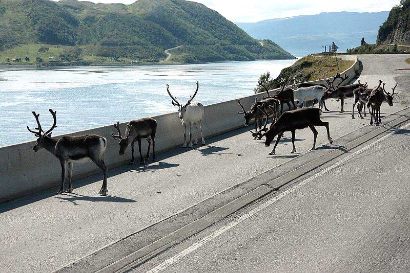 Rentier auf Strasse Achtung