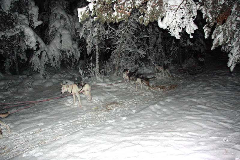 Husky Schlittentour