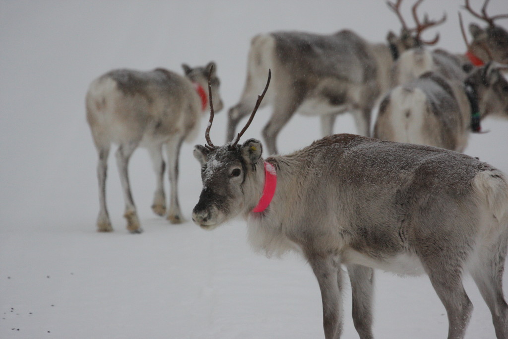 Skandinavien 2014 / 2015
